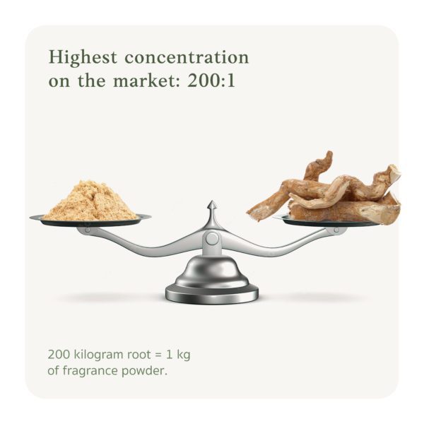 Avec 200:1, nous offrons la concentration de Tongkat Ali la plus élevée du marché.